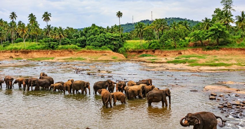 Trại bảo tồn voi Pinnawala