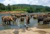 Tour Sri Lanka 6N5Đ: Từ Đà Nẵng - Sigiriya - Kandy - Galle - Colombo, Bay VN + KS 4*