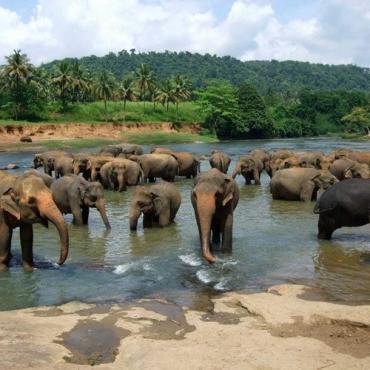 Tour Sri Lanka 6N5Đ: Từ Đà Nẵng - Sigiriya - Kandy - Galle - Colombo, Bay VN + KS 4*