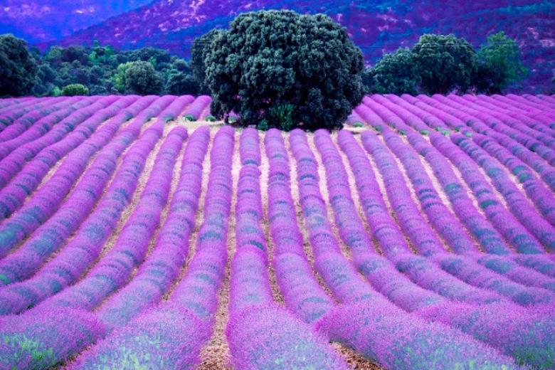 Valensole