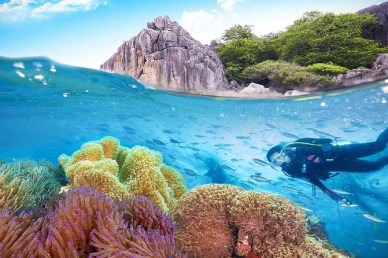 Câu cá lặn ngắm san hô