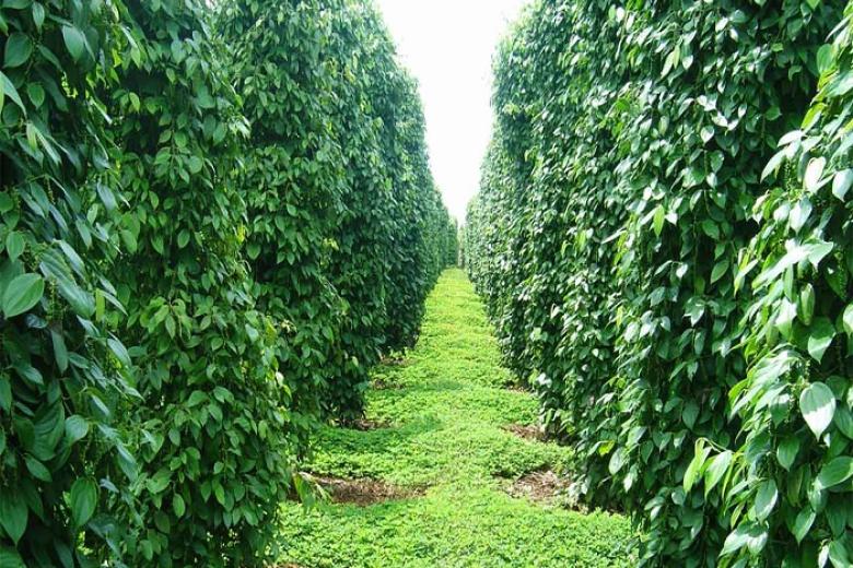 Vườn tiêu Phú Quốc