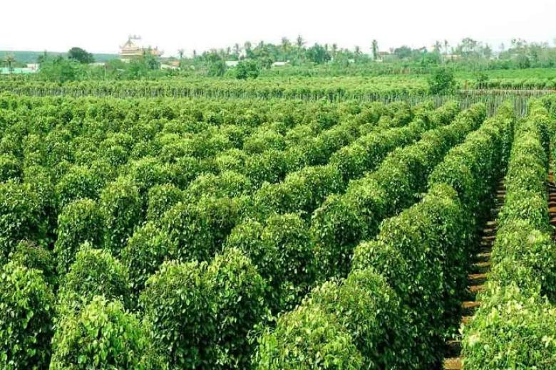 Vườn tiêu Phú Quốc