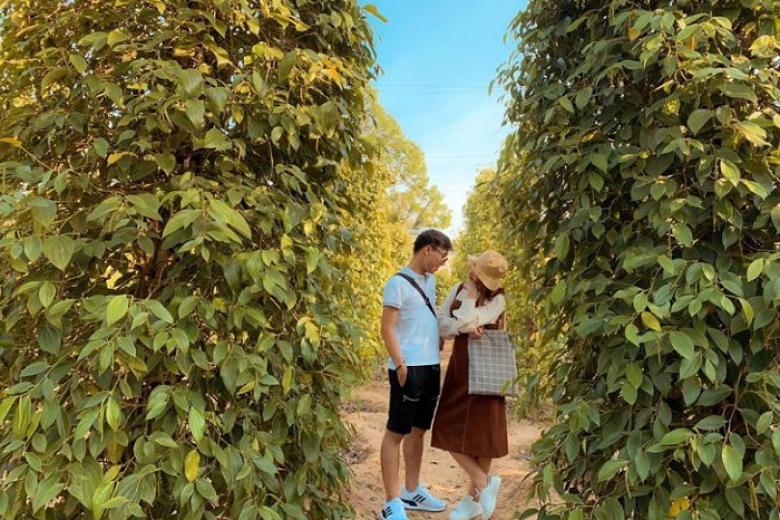 Vườn tiêu Phú Quốc