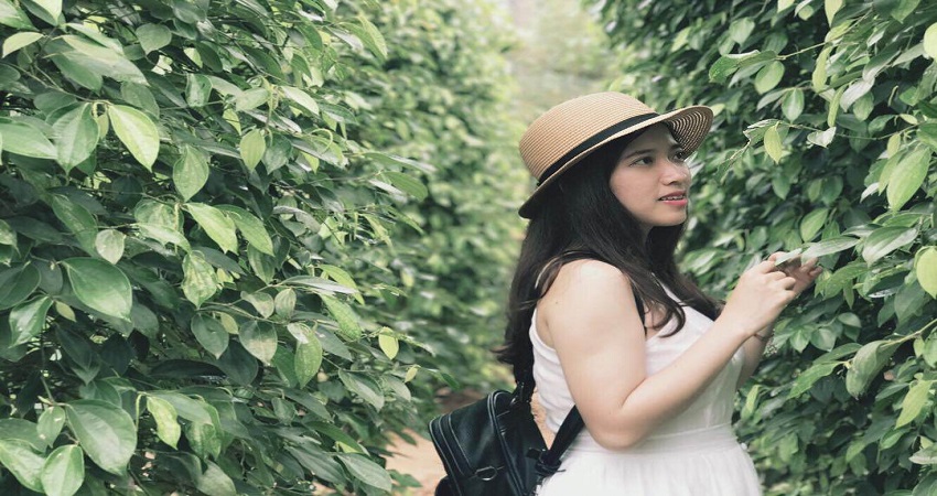 Vườn tiêu Phú Quốc