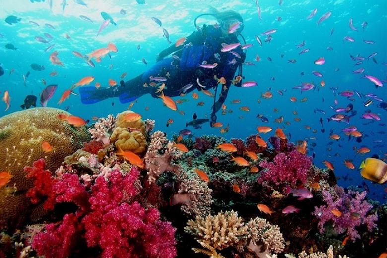 Ngắm san hô