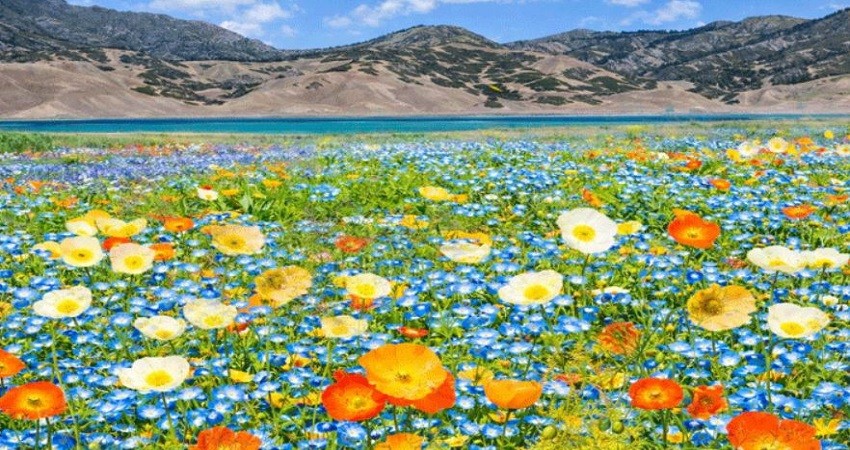 Biển Hoa Thiên Sơn