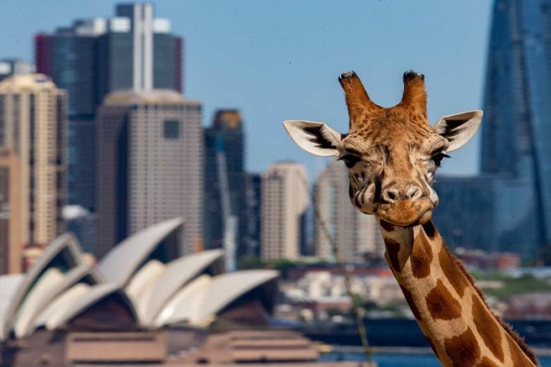 Taronga Zoo